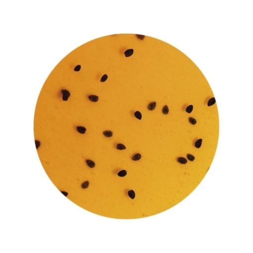 VARIEGATO PASSION FRUIT